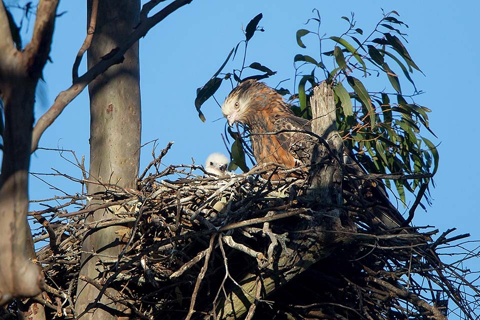 Square-tailed Kite (Lophoictinia isura)